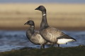 Branta bernicla