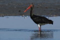 Bocian czarny (Ciconia nigra)