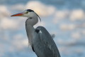 Czapla siwa (Ardea cinerea)