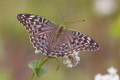 Dostojka malinowiec (Argynnis paphia)