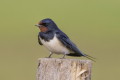 Hirundo rustica