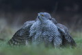 Accipiter gentilis