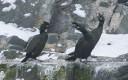 Kormoran czubaty (Phalacrocorax aristotelis)