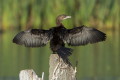 Kormoran may (Microcarbo pygmeus)