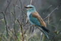 Kraska (Coracias garrulus)