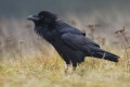 Kruk (Corvus corax)