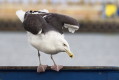 Mewa siodata (Larus marinus)