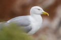 Larus argentatus