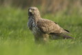 Buteo buteo