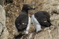 Nurzyk polarny (Uria lomvia)