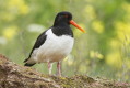 Ostrygojad (Haematopus ostralegus)