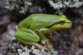 Rzekotka drzewna (Hyla arborea)