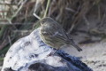 wiergotek nadmorski (Anthus petrosus)