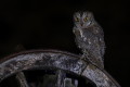 Syczek (Otus scops)