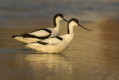 Szablodziób (Recurvirostra avosetta)