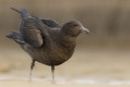 Stercorarius skua