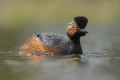 Zausznik (Podiceps nigricollis)