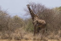 yrafa (Giraffa camelopardalis)