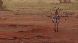 Zebra, stepowa, Equus, quagga, Kenia, filmy, film, klip, klipy, video, stock, istock, kolekcja, kup, sklep, bank, deposit, ptak, ptaki, zwierz, zwierzta