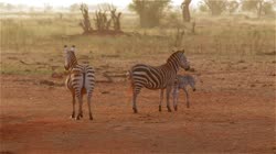 Zebra, stepowa, Equus, quagga, Kenia, filmy, film, klip, klipy, video, stock, istock, kolekcja, kup, sklep, bank, deposit, ptak, ptaki, zwierz, zwierzta