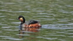 Black-necked, Podiceps, nigricollis, Eared, Grebe, water, river, lake, cleaning, feathers, care, films, film, clip, clips, video, stock, istock, collection, buy, shop, deposit, bank, bird, birds, animal, animals