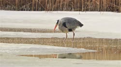 Grey, Heron, Ardea, cinerea, lake, pond, water, reeds, reed, frost, ground, feeding, food, hunting, films, film, clip, clips, video, stock, istock, collection, buy, shop, deposit, bank, bird, birds, animal, animals