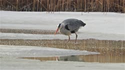 Grey, Heron, Ardea, cinerea, lake, pond, water, reeds, reed, frost, ground, feeding, food, hunting, fish, films, film, clip, clips, video, stock, istock, collection, buy, shop, deposit, bank, bird, birds, animal, animals