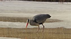 Grey, Heron, Ardea, cinerea, lake, pond, water, reeds, reed, frost, ground, feeding, food, hunting, fish, films, film, clip, clips, video, stock, istock, collection, buy, shop, deposit, bank, bird, birds, animal, animals