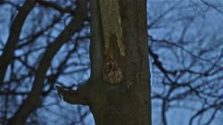 Tawny, Strix, aluco, Brown, Owl, tree, bough, hollow, night, fly, away, branches, films, film, clip, clips, video, stock, istock, collection, buy, shop, deposit, bank, bird, birds, animal, animals