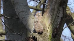 Tawny, Strix, aluco, Brown, Owl, fly, young, chick, fledge, fledging, tree, nest, films, film, clip, clips, video, stock, istock, collection, buy, shop, deposit, bank, bird, birds, animal, animals