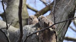Tawny, Strix, aluco, Brown, Owl, fly, young, chick, fledge, fledging, tree, nest, films, film, clip, clips, video, stock, istock, collection, buy, shop, deposit, bank, bird, birds, animal, animals
