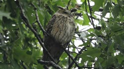 Long-eared, Owl, Asio, Strix, otus, tree, day, greenery, leaves, resting, camping, oak, films, film, clip, clips, video, stock, istock, collection, buy, shop, deposit, bank, bird, birds, animal, animals