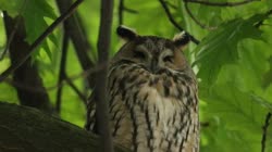 Long-eared, Owl, Asio, Strix, otus, tree, day, greenery, leaves, resting, camping, oak, films, film, clip, clips, video, stock, istock, collection, buy, shop, deposit, bank, bird, birds, animal, animals