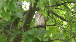 Long-eared, Owl, Asio, Strix, otus, tree, day, greenery, leaves, resting, camping, oak, cleaning, feathers, care, films, film, clip, clips, video, stock, istock, collection, buy, shop, deposit, bank, bird, birds, animal, animals