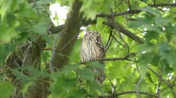 Long-eared, Owl, Asio, Strix, otus, tree, day, greenery, leaves, resting, camping, oak, cleaning, feathers, care, films, film, clip, clips, video, stock, istock, collection, buy, shop, deposit, bank, bird, birds, animal, animals