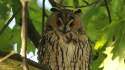 Long-eared, Owl, Asio, Strix, otus, tree, day, greenery, leaves, resting, camping, oak, films, film, clip, clips, video, stock, istock, collection, buy, shop, deposit, bank, bird, birds, animal, animals