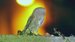 Syczek, Otus, scops, sowa, Bugaria, mur, szko, butelki, lampa, wiato, odlot, filmy, film, klip, klipy, video, stock, istock, kolekcja, kup, sklep, bank, deposit, ptak, ptaki, zwierz, zwierzta