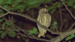 Eurasian, Scops, Owl, Otus, scops, Bulgaria, tree, greenery, leaves, resting, rest, films, film, clip, clips, video, stock, istock, collection, buy, shop, deposit, bank, bird, birds, animal, animals