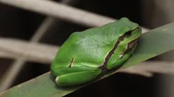 European, Tree, Frog, Hyla, arborea, Bulgaria, sweet, flag, reed, lake, pond, water, greenery, rushes, films, film, clip, clips, video, stock, istock, collection, buy, shop, deposit, bank, bird, birds, animal, animals