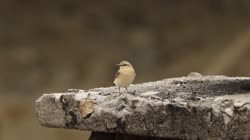 Northern, Wheatear, Oenanthe, oenanthe, Bulgaria, chimney, films, film, clip, clips, video, stock, istock, collection, buy, shop, deposit, bank, bird, birds, animal, animals