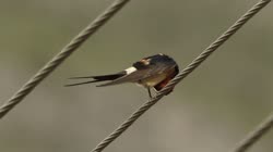 Red-rumped, Swallow, Cecropis, daurica, Bulgaria, cleaning, feathers, care, cables, power, line, films, film, clip, clips, video, stock, istock, collection, buy, shop, deposit, bank, bird, birds, animal, animals