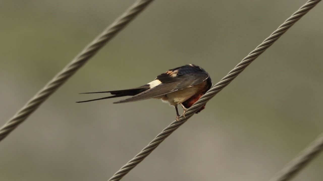 Red-rumped, Swallow, Cecropis, daurica, Bulgaria, cleaning, feathers, care, cables, power, line, films, film, clip, clips, video, stock, istock, collection, buy, shop, deposit, bank, bird, birds, animal, animals