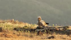 Egyptian, Vulture, Neophron, percnopterus, Bulgaria, hide, watching, area, group, groups, ground, feeding, food, carrion, carcass, carcase, meat, flesh, rocks, stones, stone, films, film, clip, clips, video, stock, istock, collection, buy, shop, deposit, bank, bird, birds, animal, animals