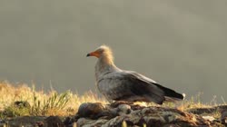 Egyptian, Vulture, Neophron, percnopterus, Bulgaria, hide, watching, area, group, groups, ground, feeding, food, carrion, carcass, carcase, meat, flesh, rocks, stones, stone, films, film, clip, clips, video, stock, istock, collection, buy, shop, deposit, bank, bird, birds, animal, animals