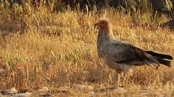 Egyptian, Vulture, Neophron, percnopterus, Bulgaria, hide, watching, area, group, groups, ground, feeding, food, carrion, carcass, carcase, meat, flesh, rocks, stones, stone, films, film, clip, clips, video, stock, istock, collection, buy, shop, deposit, bank, bird, birds, animal, animals