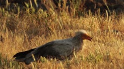 Egyptian, Vulture, Neophron, percnopterus, Bulgaria, hide, watching, area, group, groups, ground, feeding, food, carrion, carcass, carcase, meat, flesh, rocks, stones, stone, films, film, clip, clips, video, stock, istock, collection, buy, shop, deposit, bank, bird, birds, animal, animals