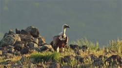 Griffon, Vulture, Gyps, fulvus, Bulgaria, hide, watching, area, group, groups, ground, feeding, food, carrion, carcass, carcase, meat, flesh, rocks, stones, stone, films, film, clip, clips, video, stock, istock, collection, buy, shop, deposit, bank, bird, birds, animal, animals