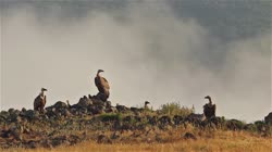 Griffon, Vulture, Gyps, fulvus, Bulgaria, hide, watching, area, group, groups, ground, feeding, food, carrion, carcass, carcase, meat, flesh, rocks, stones, stone, fog, films, film, clip, clips, video, stock, istock, collection, buy, shop, deposit, bank, bird, birds, animal, animals
