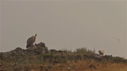 Griffon, Gyps, fulvus, Bulgaria, hide, watching, area, group, groups, ground, feeding, food, carrion, carcass, carcase, meat, flesh, rocks, stones, stone, fog, Neophron, percnopterus, Egyptian, Vulture, films, film, clip, clips, video, stock, istock, collection, buy, shop, deposit, bank, bird, birds, animal, animals