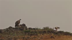Griffon, Gyps, fulvus, Bulgaria, hide, watching, area, group, groups, ground, feeding, food, carrion, carcass, carcase, meat, flesh, rocks, stones, stone, fog, Neophron, percnopterus, Egyptian, Vulture, films, film, clip, clips, video, stock, istock, collection, buy, shop, deposit, bank, bird, birds, animal, animals